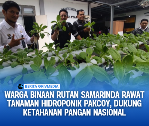 Pakcoy Hidroponik RutanSamarinda