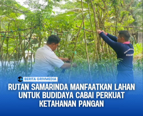 Budi daya cabai Rutan Samarinda