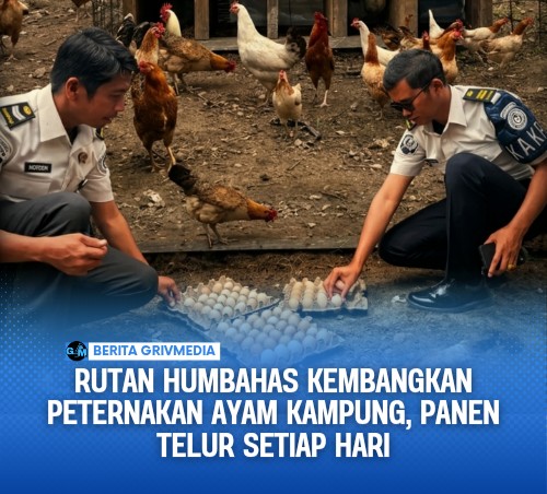 Rutan Humbahas Kembangkan Peternakan Ayam Kampung, Panen Telur Setiap Hari