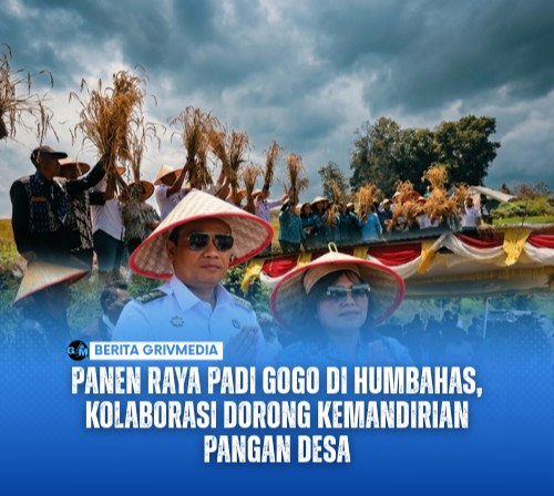 Panen Raya Padi Gogo di Humbahas, Kolaborasi Dorong Kemandirian Pangan Desa