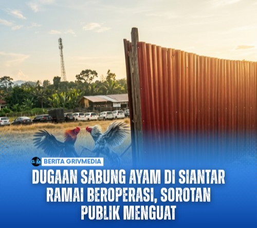 Dugaan Sabung Ayam di Siantar Ramai Beroperasi, Sorotan Publik Menguat