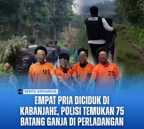 Empat Pria Diciduk di Kabanjahe, Polisi Temukan 75 Batang Ganja di Perladangan