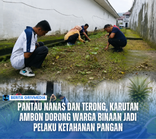 Karutan Ambon Jefry Persulessy meninjau lahan ketahanan pangan yang dikelola bersama warga binaan dengan budidaya nanas, terong, serta persiapan penanaman cabai dan tomat.