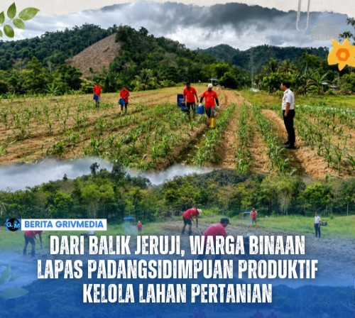 Dari Balik Jeruji, Warga Binaan Lapas Padangsidimpuan Produktif Kelola Lahan Pertanian