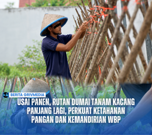 Kegiatan penanaman kembali kacang panjang di lahan Sarana Asimilasi dan Edukasi Rutan Kelas IIB Dumai sebagai bagian dari pembinaan kemandirian warga binaan.